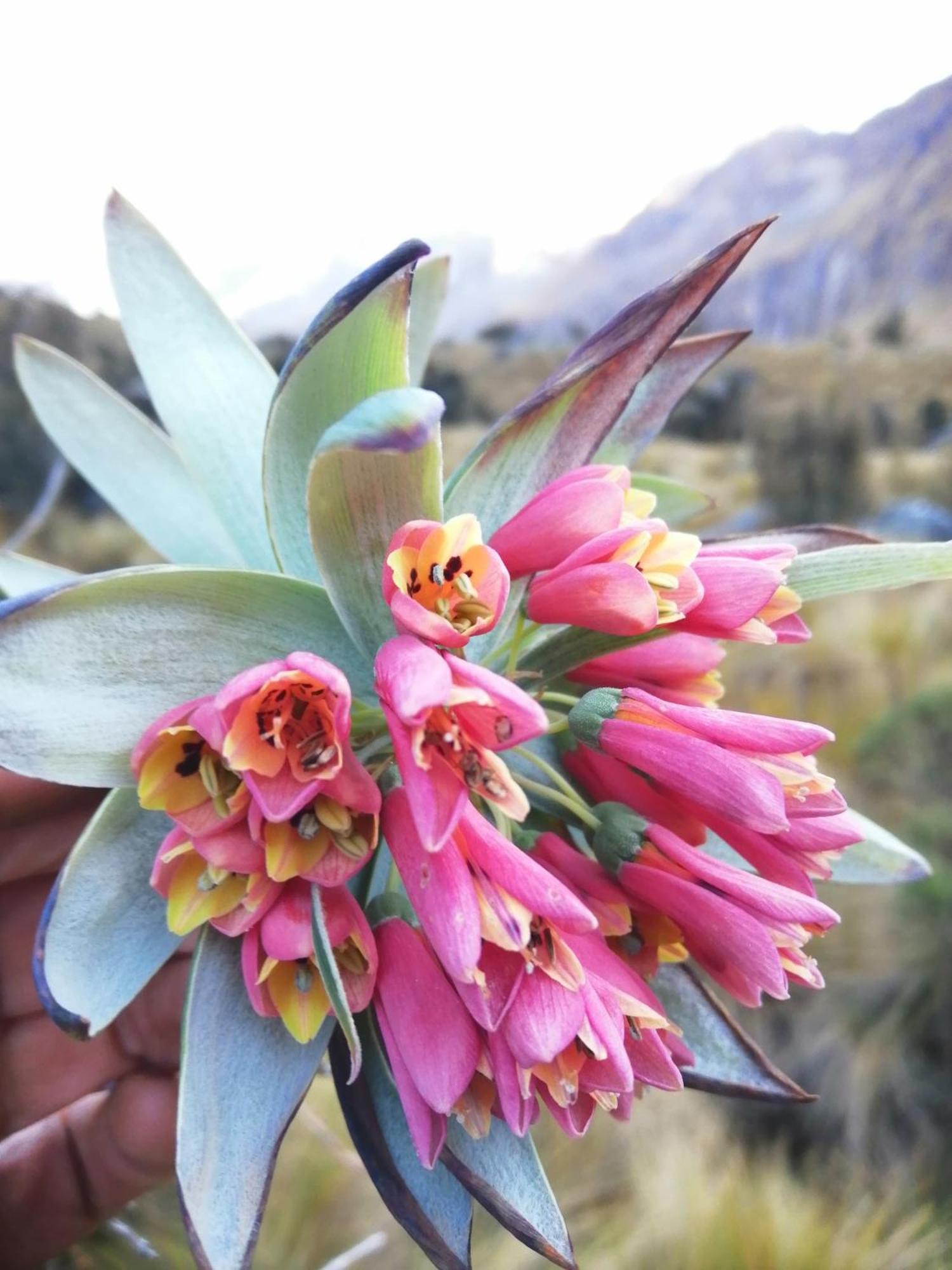 Bed and breakfast Amazing Huaraz Extérieur photo